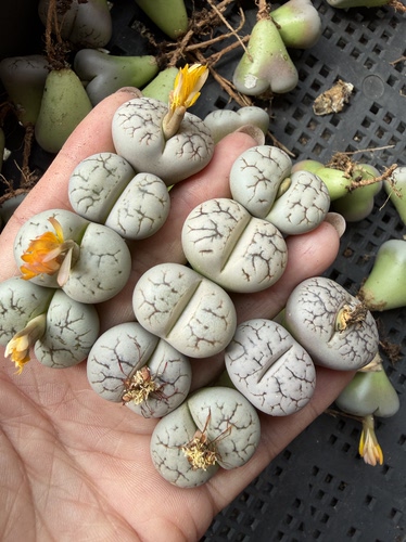 生石花c188，开花母本，尺寸2-2.5厘米左右