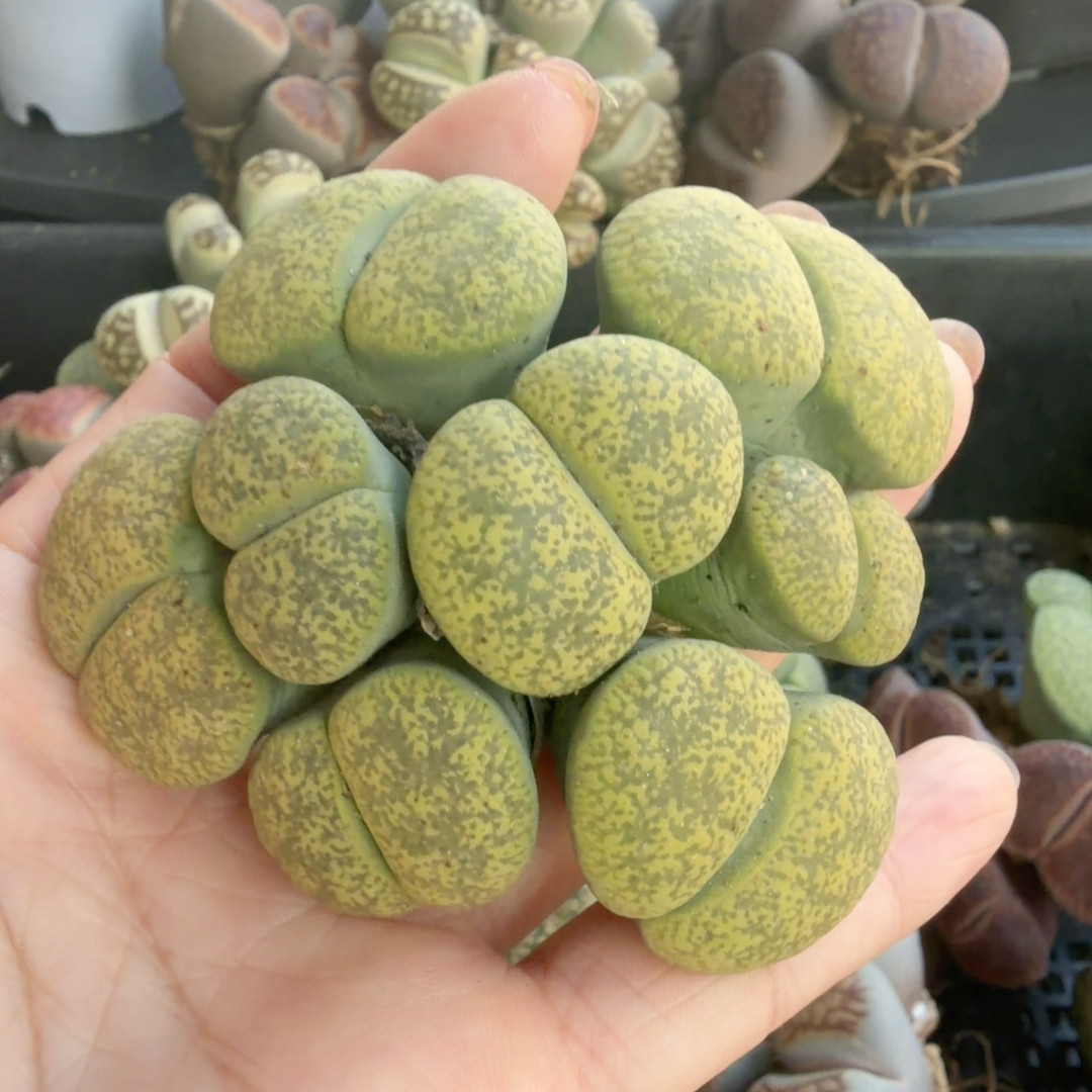8头群，6.7厘米，福利多肉植物