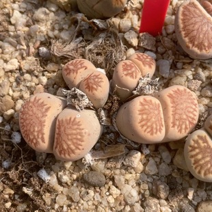 0956 5.8厘米 粉体菊