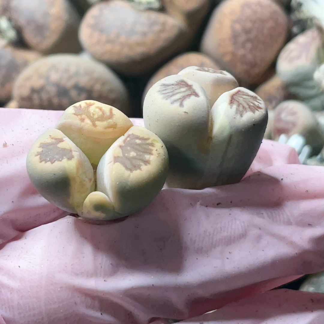 奔驰拉丝锦，2颗，尺寸1.8-2厘米