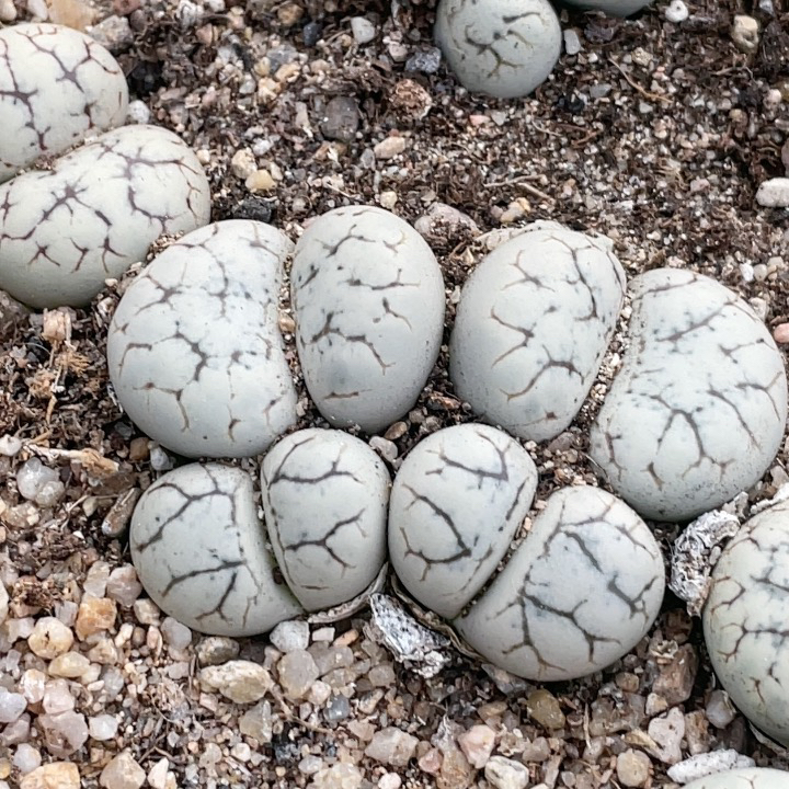 0098,4头云映玉c188,,尺寸6.2厘米