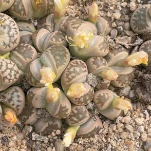 14个头丽红群 0026 9厘米