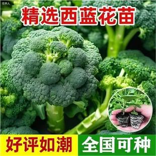 西兰花秧苗有机菜花苗盆栽苗带土苗秋冬耐寒蔬菜苗