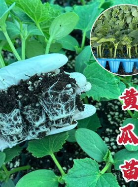 黄瓜苗水果黄瓜苗强雌油亮短把密刺绿肉苗子青黄瓜四季蔬菜