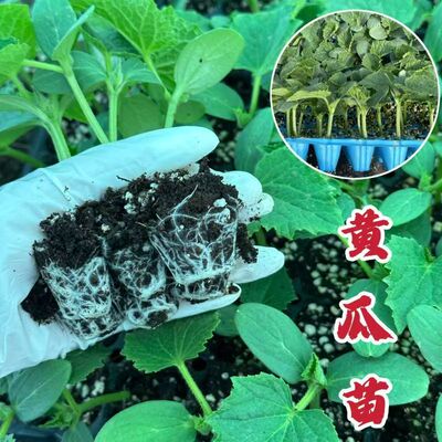 黄瓜苗水果黄瓜苗强雌油亮短把密刺绿肉苗子青黄瓜四季蔬菜
