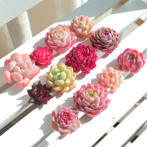 稀有品种阳台绿植稀有品种好养