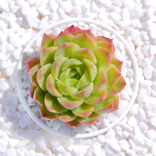 酸橙辣椒多肉治家森活高档云南