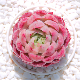 朱砂痣多肉植物稀有品种花卉盆栽组合室内花绿植盆景莲花多肉老桩