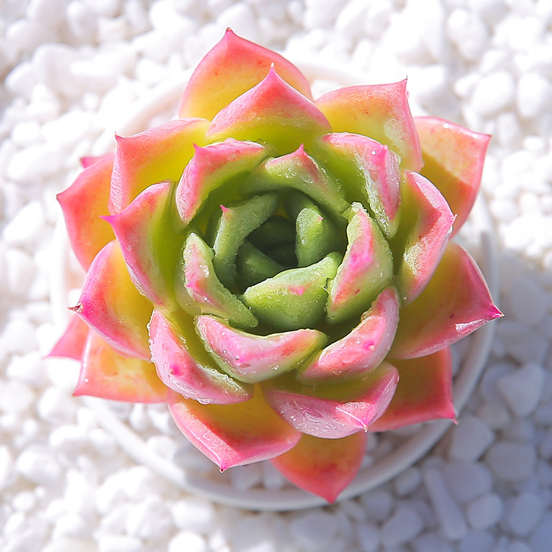 白沙 果冻色系多肉植物多肉室内花卉盆栽多肉植物云南直发,鲜花速递/花卉仿真/绿植园艺,多肉植物,淘宝优惠券,粉丝福利购,淘宝优惠卷