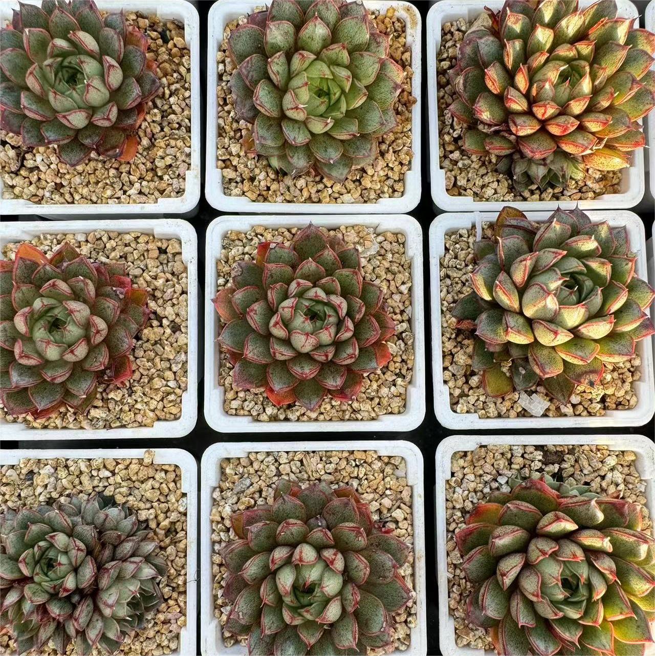 134-猫眼石  云南大理基地多肉植物1颗包邮偏远地区除外