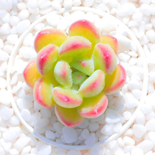 蜜糖多肉植物新品杂交云南直发