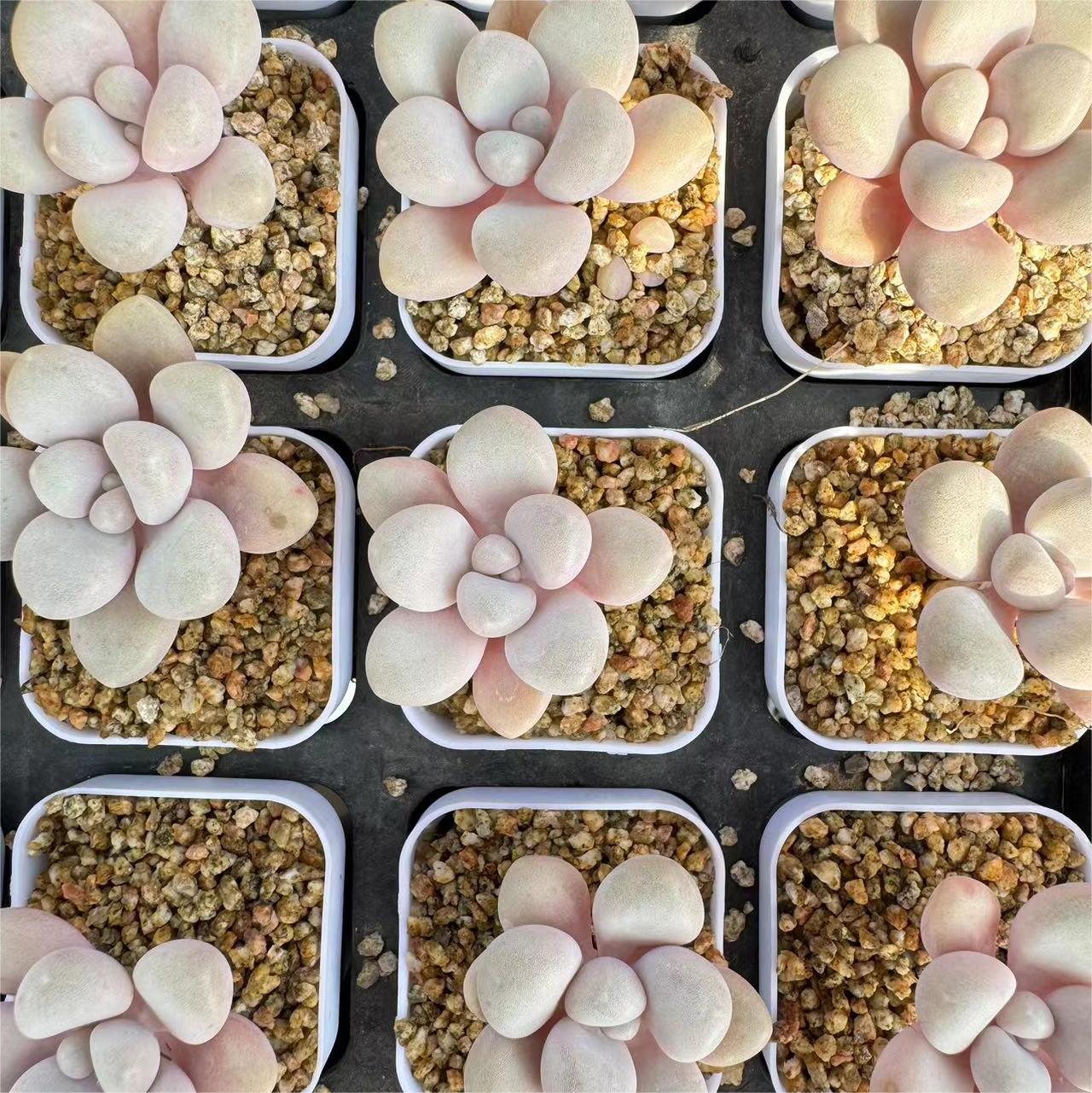 019-艾伦云南大理基地多肉植物1颗包邮偏远地区除外 - 封面