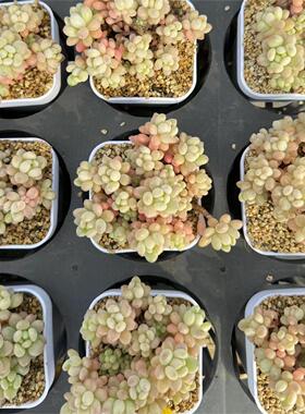 005-洛可可云南大理基地多肉植物1颗包邮偏远地区除外