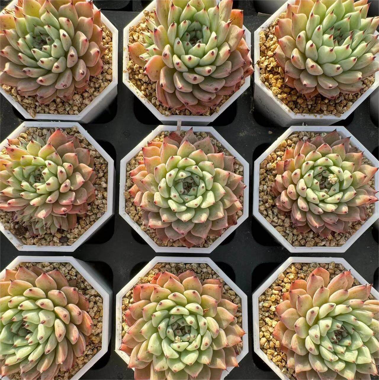 142-原始绿爪  云南大理基地多肉植物1颗包邮偏远地区除外