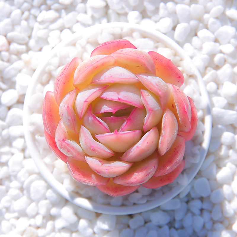 草莓冰 小包子多肉植物组合盆办公室月影冰边盆栽拼盘萌肉肉多肉