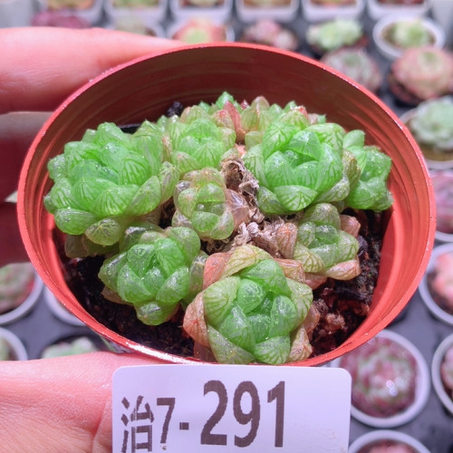 7-291玉露