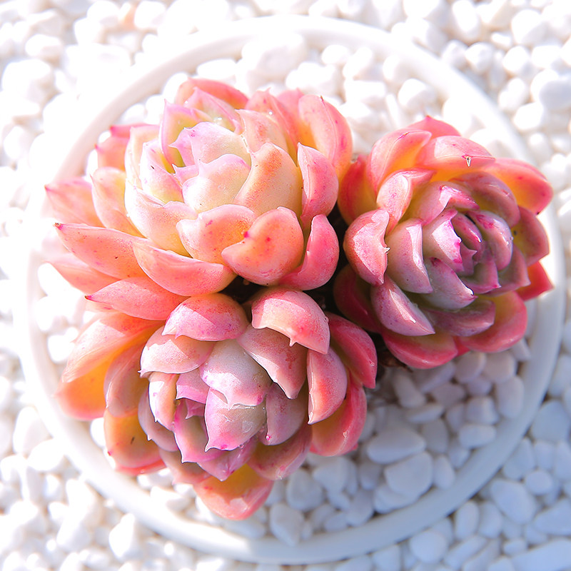 月影精灵 多肉治家森活精美迷你高档治家进口特价阳台多肉