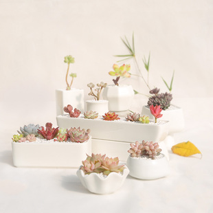 清仓大促 多肉植物盆栽花盆 多肉组合 花卉绿植 多肉盆景 花盆