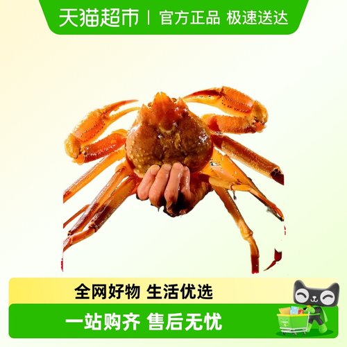 烁奢鲜进口鲜活板蟹长脚蟹