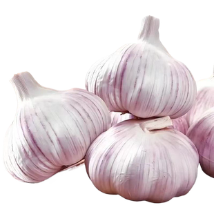 山东金乡大蒜头种籽干蒜种子5斤装紫皮2斤新鲜多瓣农家10斤