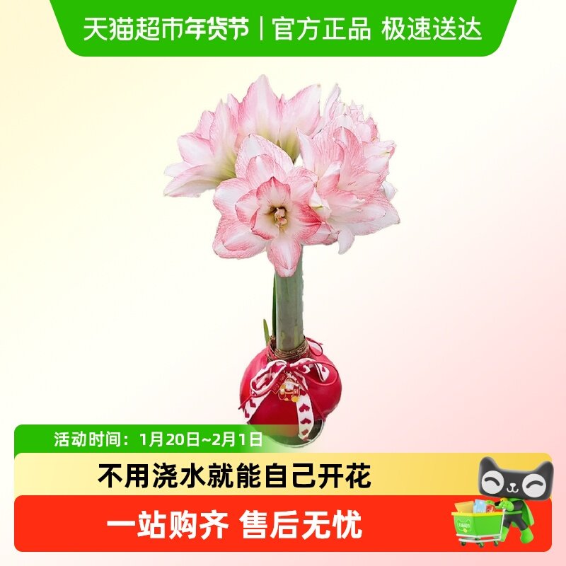 蜡封朱顶红种球节庆佳礼注定红无养护开花吉祥,鲜花速递/花卉仿真/绿植园艺,绿植,淘宝优惠券,粉丝福利购,淘宝优惠卷