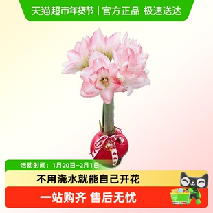 蜡封朱顶红种球节庆佳礼注定红无养护开花吉祥