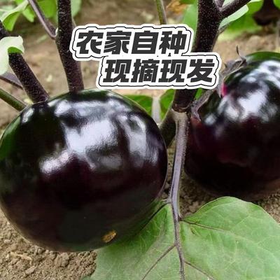 山东现摘现发农家茄子新鲜应季蔬菜圆茄子5斤包邮