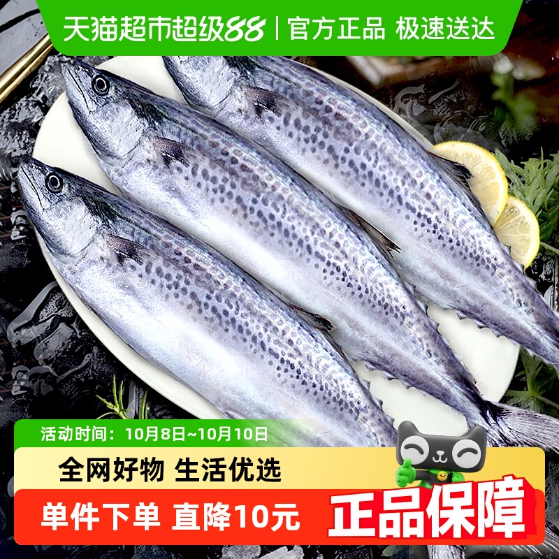 顺丰！大鲅鱼新鲜活马鲛鱼