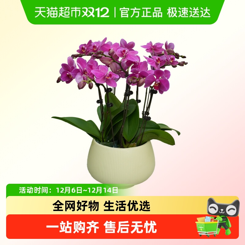 朵屿花间蝴蝶兰花苗盆栽室内花卉