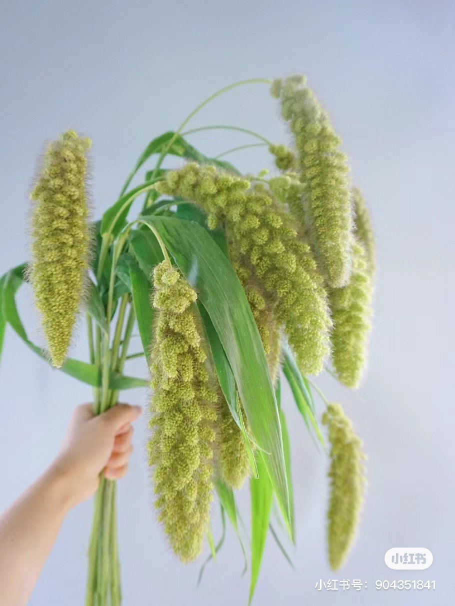 不售后,熊尾1扎,购买三单包邮