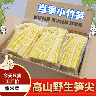 2025野生小竹笋小春笋清水笋嫩笋尖火锅笋鲜笋高山嫩竹笋商用批发
