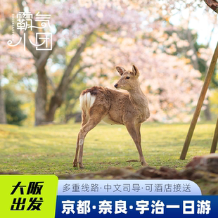 9人小团丨大阪京都奈良宇治一日游清水寺伏见稻荷奈良公园平等院