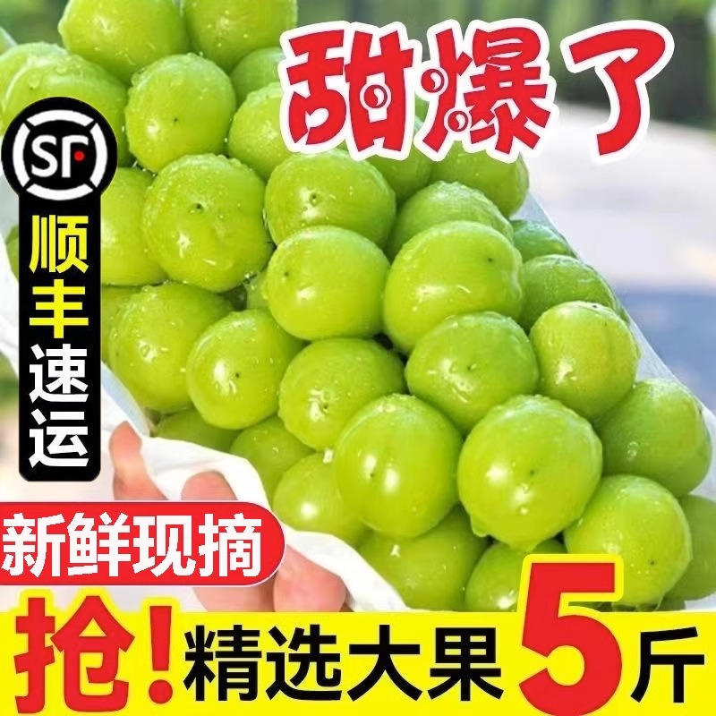 现货阳光玫瑰葡萄新鲜水果无籽香印青提当季整箱现摘顺丰包邮