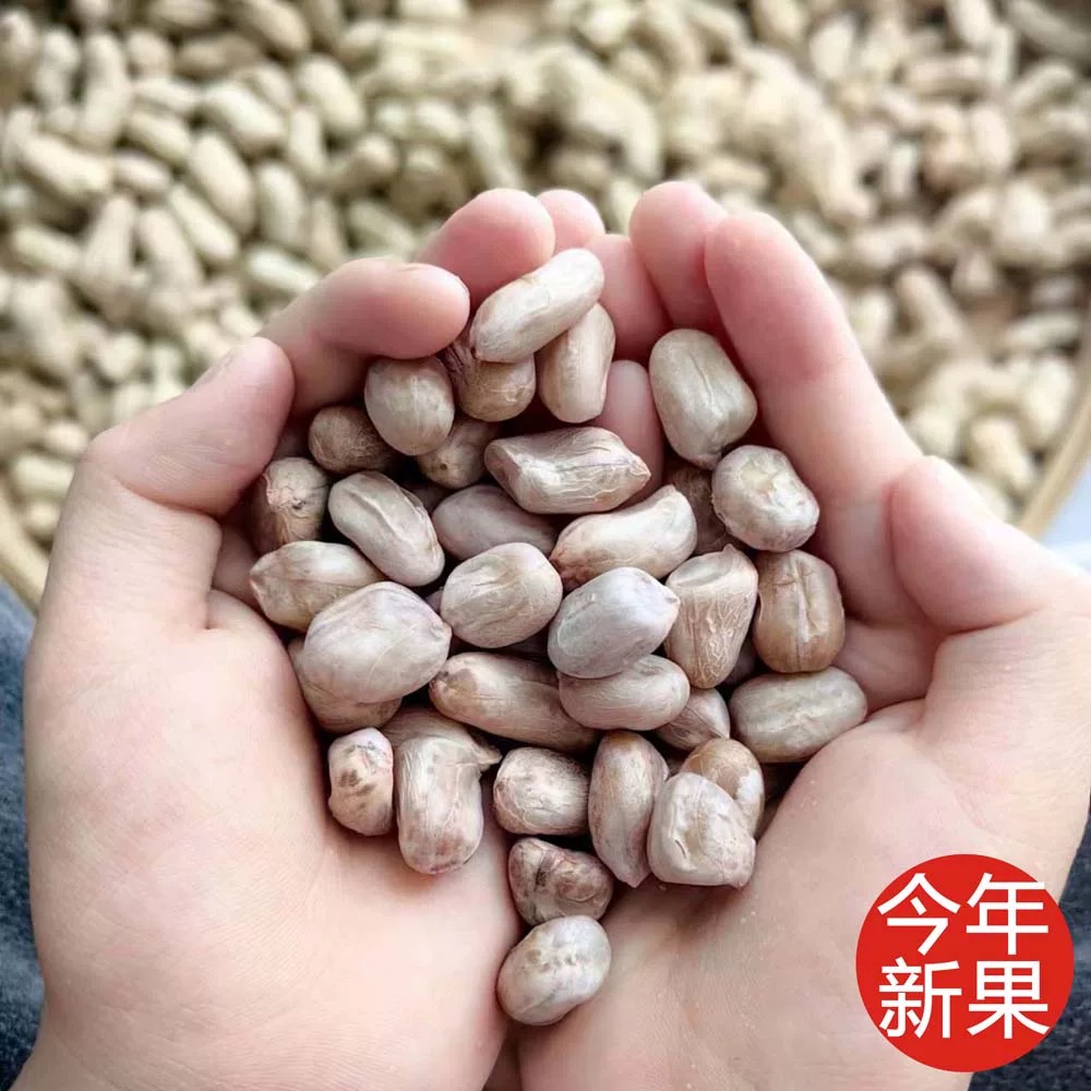 新鲜花生鲜挖带壳花生农家自种白皮花生新鲜花生
