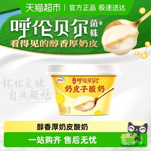 伊利畅轻宫酪奶皮子传统工艺低温厚奶皮呼伦贝尔菌株 草原甄选