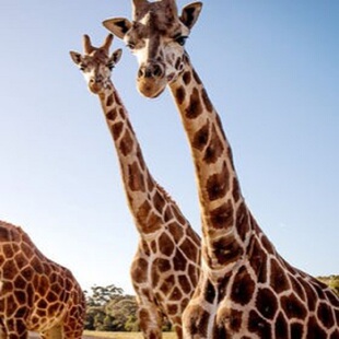 [墨尔本动物园-门票]自动出票墨尔本动物园门票Melbourne Zoo澳大利亚