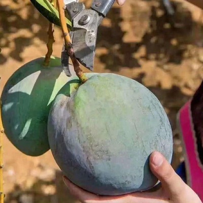 攀枝花特甜芒果无酸无丝现摘应季水果整箱凯特发货皮薄肉厚