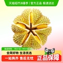 下拉详情领优惠 榴莲顺丰泰国金枕榴莲新鲜水果发鲜果请勿生切