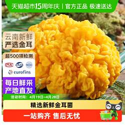 云南新鲜金耳菌云南特产菌菇鲜黄金耳黄木耳刺身炖汤羹非干货