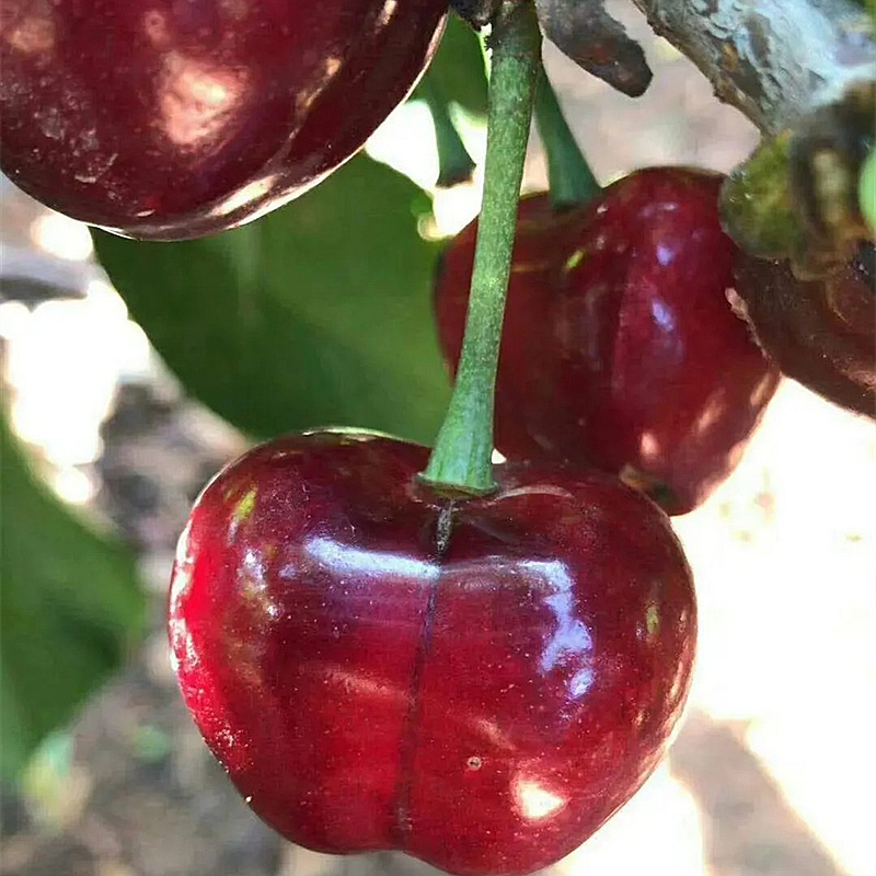 2023北京版水果护照 抢“鲜”上线 承包全家全年采摘 总价值高达1100元 多种网红果品,多家精选果园,北京农业部推荐