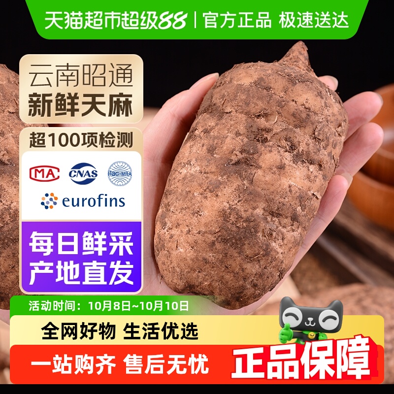 正宗云南昭通小草坝仿野生乌天麻现挖现发特级新鲜天麻