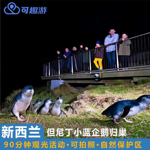 达尼丁小蓝企鹅归巢