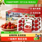 四川大凉山露天红颜草莓奶油草莓现摘新鲜水果生鲜时令礼盒