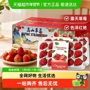 四川大凉山露天红颜草莓奶油草莓现摘新鲜水果生鲜时令礼盒