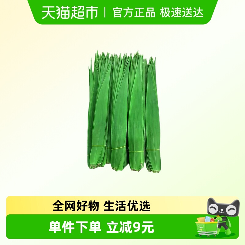 新鲜粽子叶100片天然箬叶