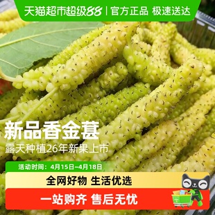 顺丰上门四川大凉山长桑果长条桑葚纯甜无酸美味现摘当季鲜果