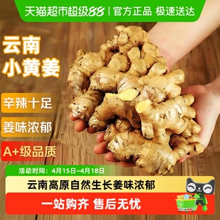 云南小黄姜红河新鲜生姜老姜现挖高山沙姜土姜种子蔬菜