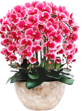 高档手感干花绿植盆栽室内蝴蝶兰
