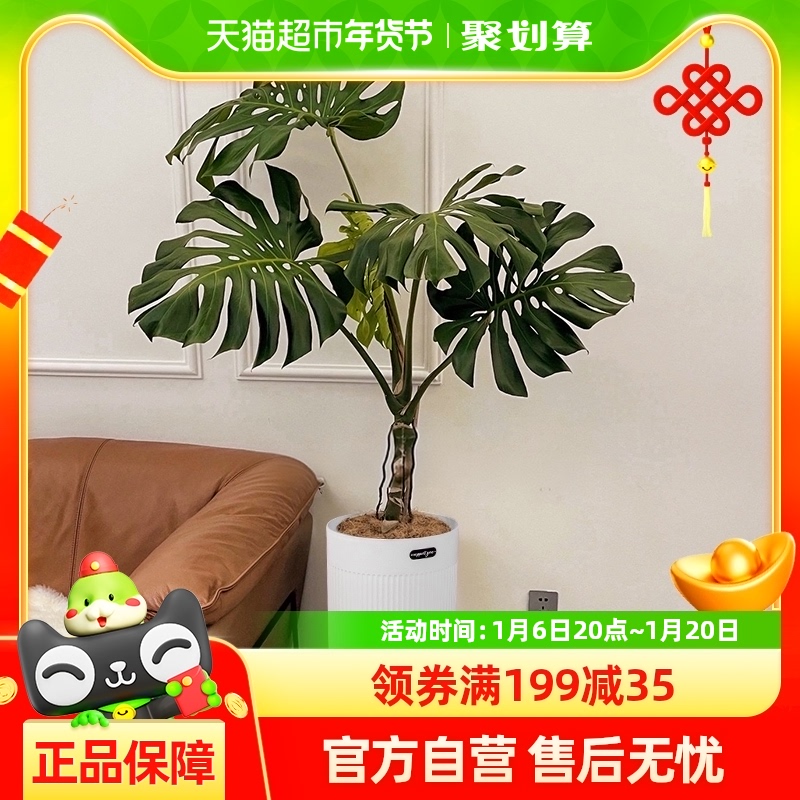 Ҷ걳׮ֲլڴ԰칫Һļ468.8Ԫ5(93.76Ԫ/88VIP 95)