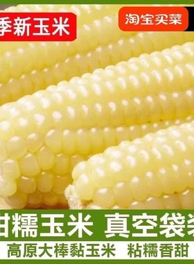 东北白糯玉米正宗粘玉米粗粮玉米新鲜糯玉米大棒真空装头茬新玉米